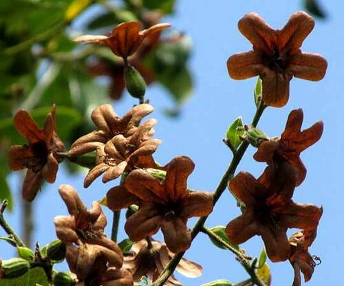 Cordia gerascanthus, photograph 2