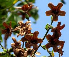 Cordia gerascanthus, photograph author not stated, no rights reserved