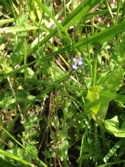 Myosotis stricta