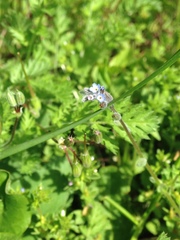 Myosotis stricta