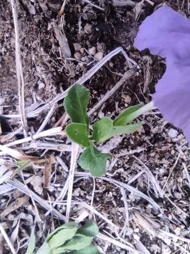 Image of Ruellia parryi by (c) Mauricio Calderón, some rights reserved (CC BY)