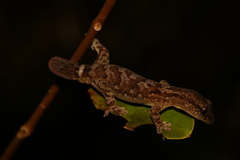 Bavayia sauvagii