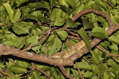 Rhacodactylus leachianus