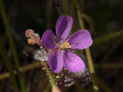 Drosera aquatica