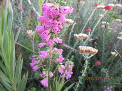 Erica abietina constantiana