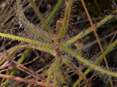 Drosera aquatica