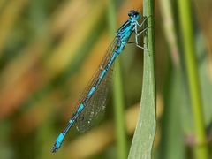 Coenagrion mercuriale