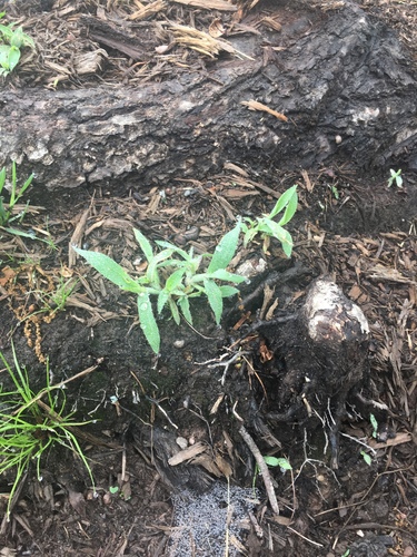 photo of Flowering Plants (Angiospermae)