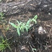 photo of Flowering Plants (Angiospermae)