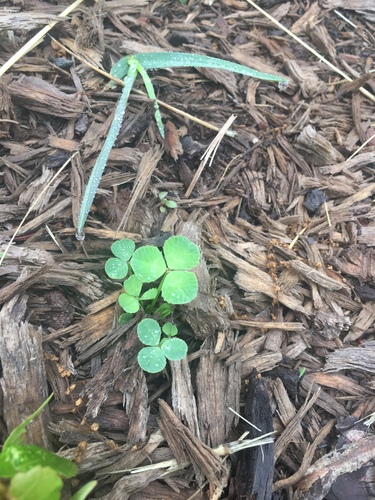 photo of Clovers (Trifolium)