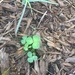 photo of Clovers (Trifolium)