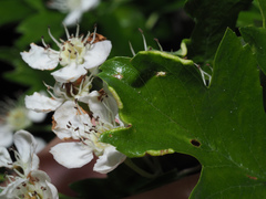 Phyllocoptes goniothorax