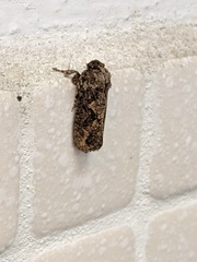 Acrolophus walsinghami