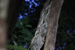 Correlophus sarasinorum