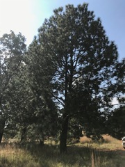 Pinus taeda