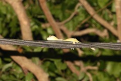 Rhacodactylus trachycephalus