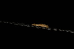Rhacodactylus leachianus