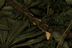 Rhacodactylus leachianus