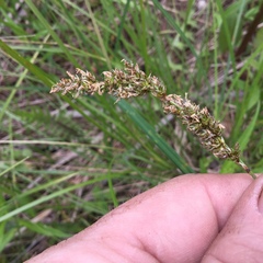 Carex prairea