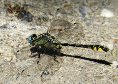 Gomphus schneiderii