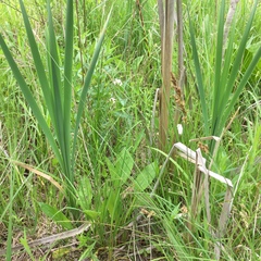 Carex prairea