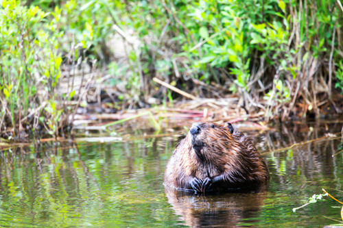 American Beaver photographed in Maine