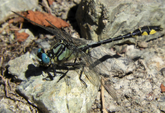 Gomphus schneiderii