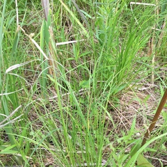 Carex prairea