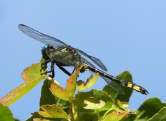Gomphus schneiderii