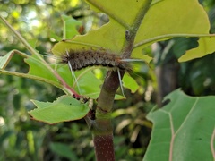 Halysidota cinctipes