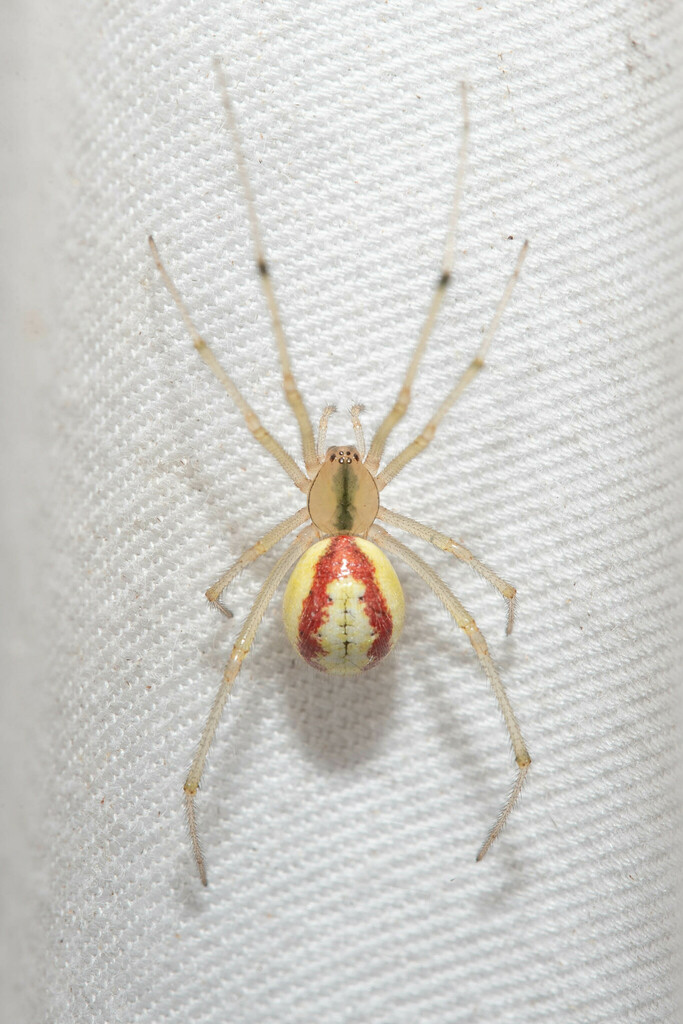 Common candy-striped spider, photo 1 of 10