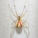 Common Candy-striped Spider - Photo (c) Alexander Skevington, some rights reserved (CC BY-NC), uploaded by Alexander Skevington