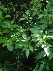 Osmorhiza occidentalis