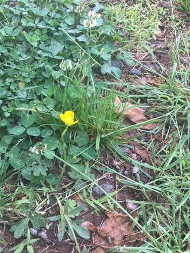 photo of Buttercups (Ranunculus)