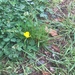 photo of Buttercups (Ranunculus)