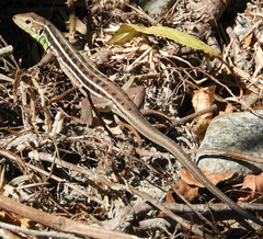 Lacerta diplochondrodes