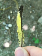 Spinus spinus