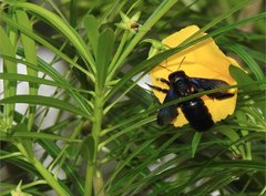 Xylocopa nasalis