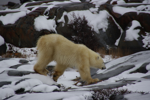 Polar bear