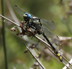 Gomphus schneiderii