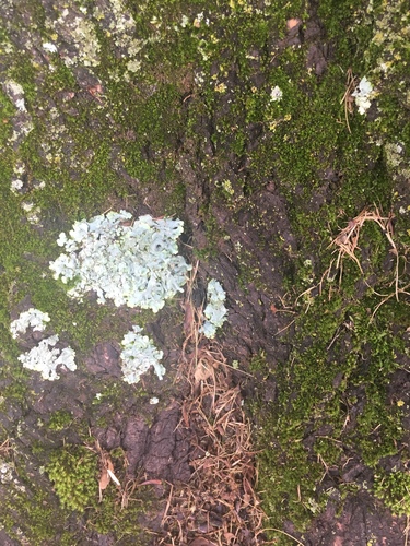 photo of Shield Lichens And Allies (Parmeliaceae)