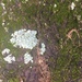 photo of Shield Lichens And Allies (Parmeliaceae)