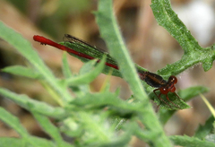 Ceriagrion georgifreyi