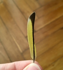 Spinus spinus