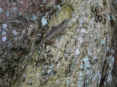 Anolis mariarum