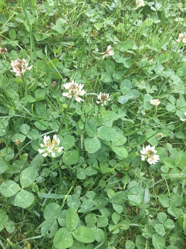 photo of White Clover (Trifolium repens)