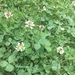 photo of White Clover (Trifolium repens)