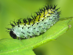 Periclista lineolata