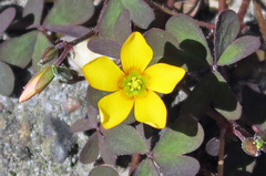 Oxalis corniculata