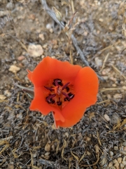 Calochortus kennedyi kennedyi